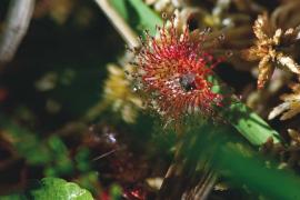 drosera_rotundifolia_c_olivier_prohin_pnc.jpg