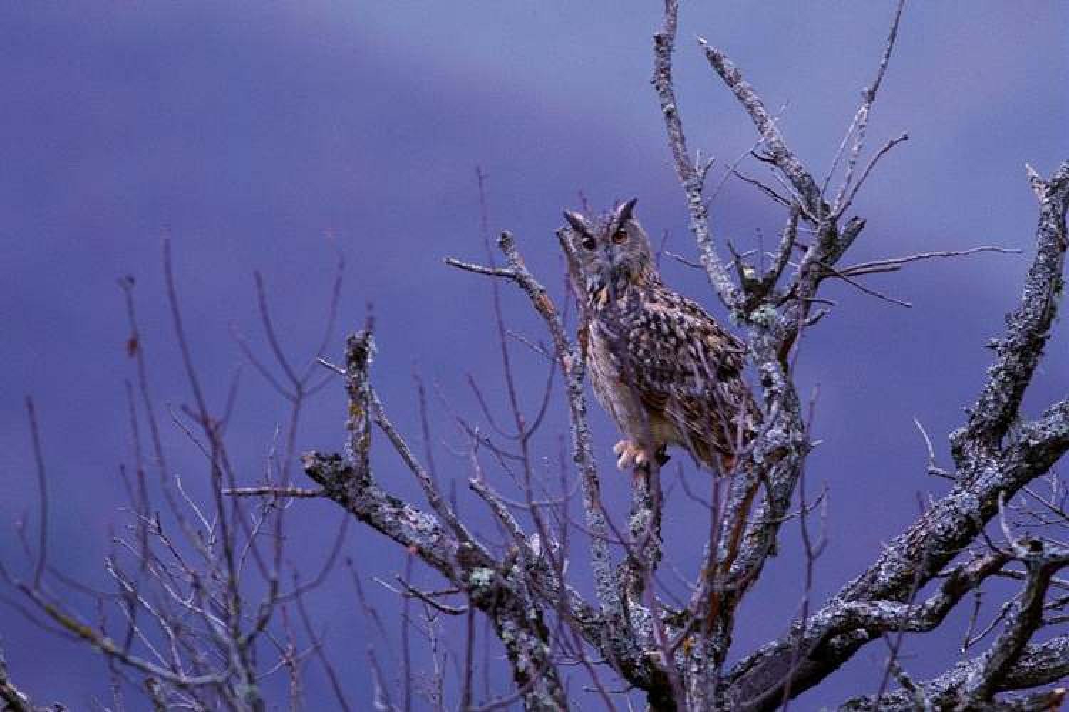 hibou_grand-duc_c_regis_descamps_pnc.jpg