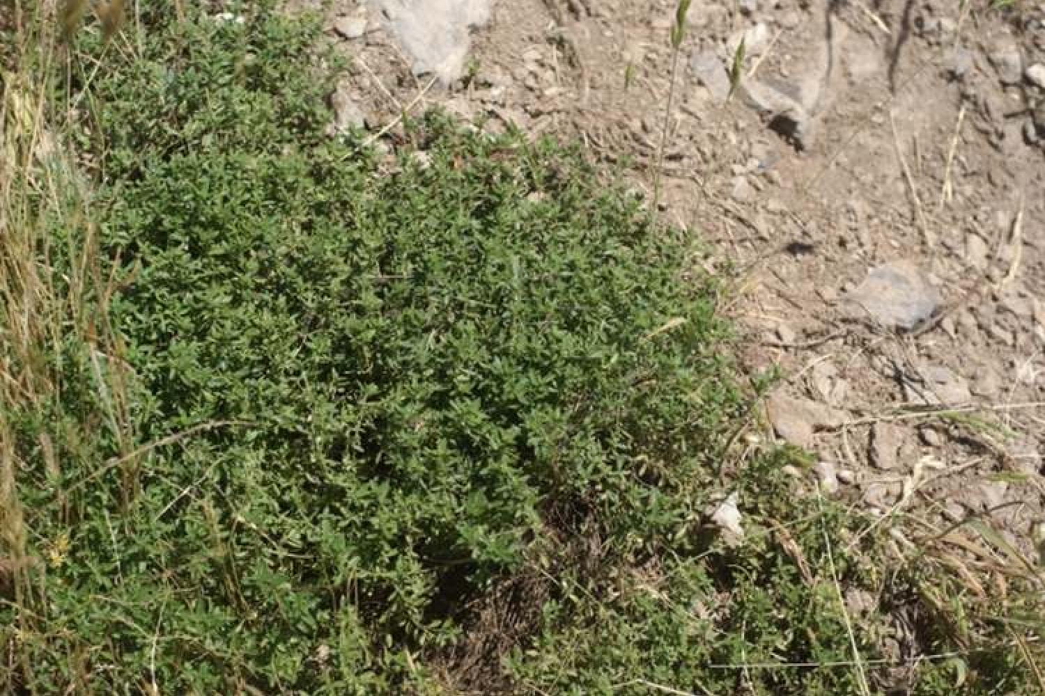 thym_luisant_thymus_nitens_c_telabotanic_cc_by_sa.jpg