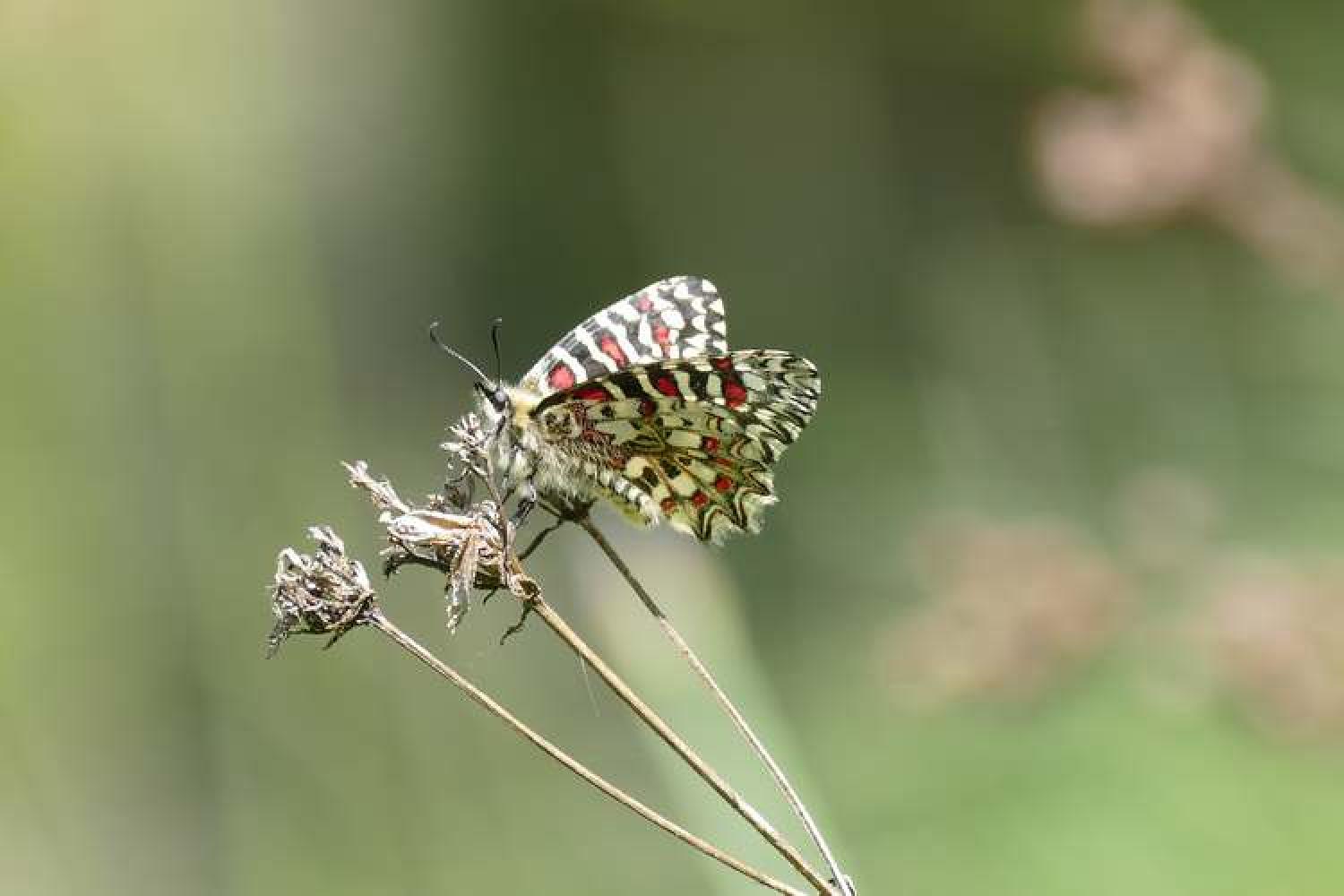 zerynthia_rumina_pontet_quezac_23mai2019_28.jpg
