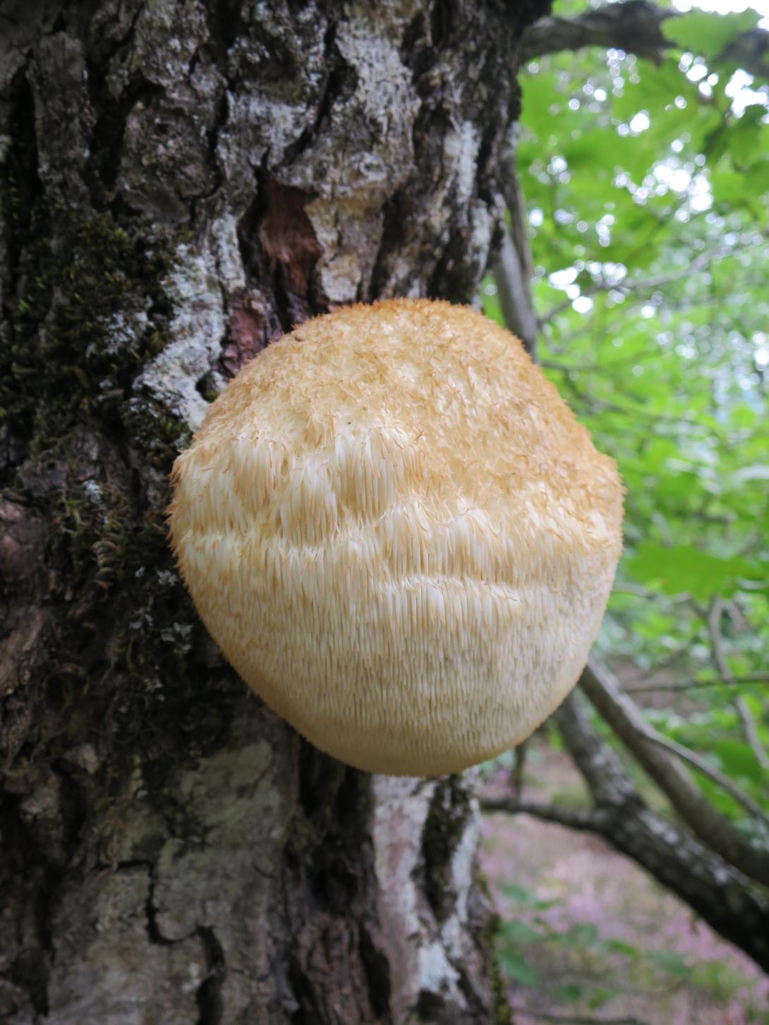 hericium_erinaceum_bois_de_miral_cocures_-_05.jpg