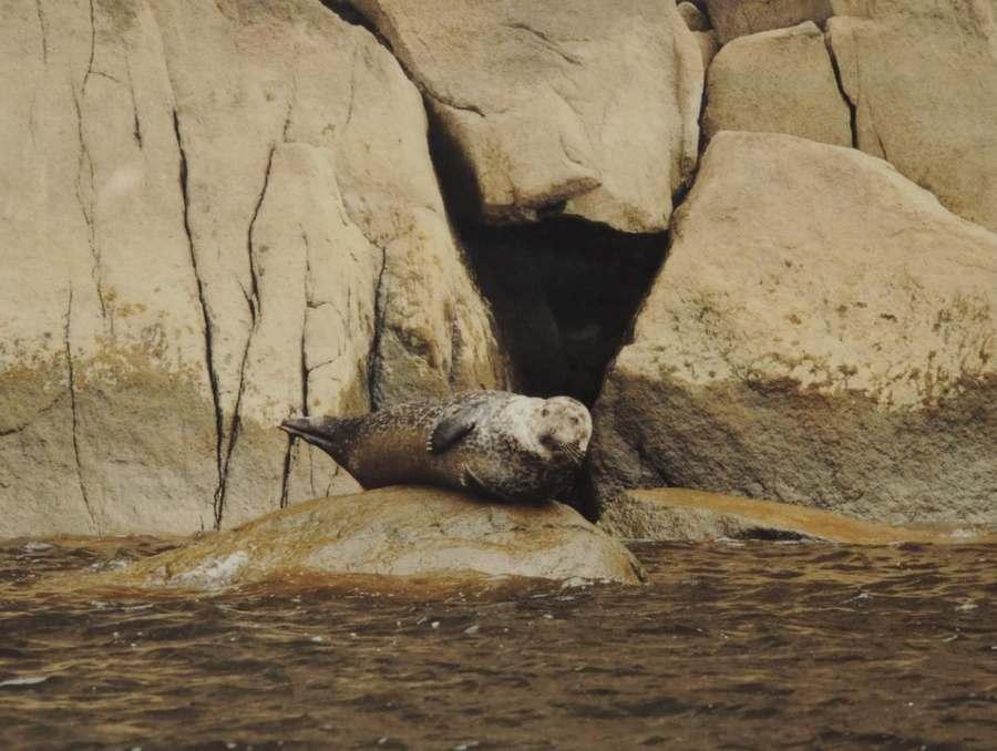 phoque_parc_national_du_fjord-du-saguenay_c_mathieu_dupuis.jpg